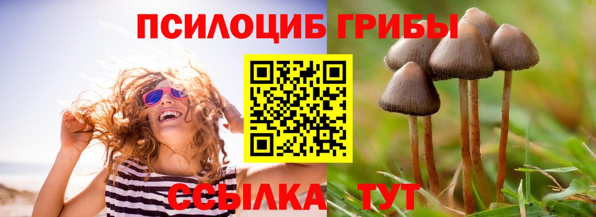 Псилоцибиновые грибы GOLDEN TEACHER  Вход с VPN  Фрязино  Галлюциногенные грибы мицелий 